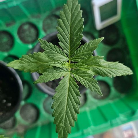 Cheese growlog timeline photo