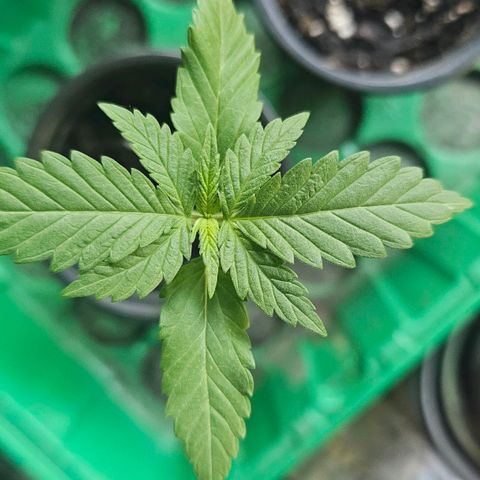Cheese growlog timeline photo