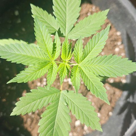 Gorilla Zkittlez growlog timeline photo