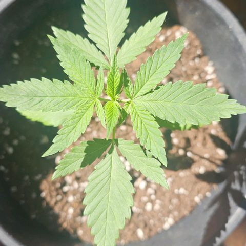 Eldorado OG growlog timeline photo
