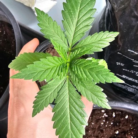 Cheese growlog photo: Umtopfen 
