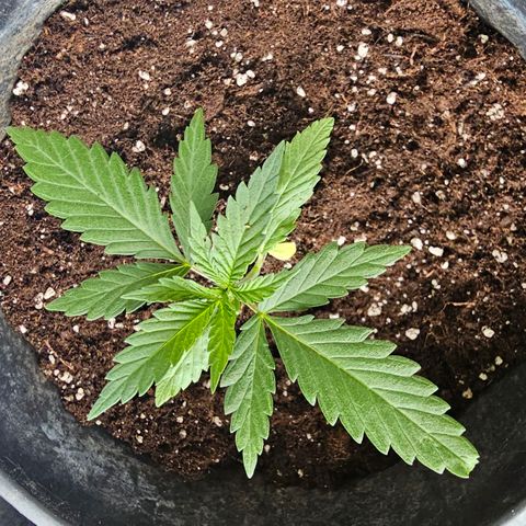 Cheese growlog photo: Umtopfen 