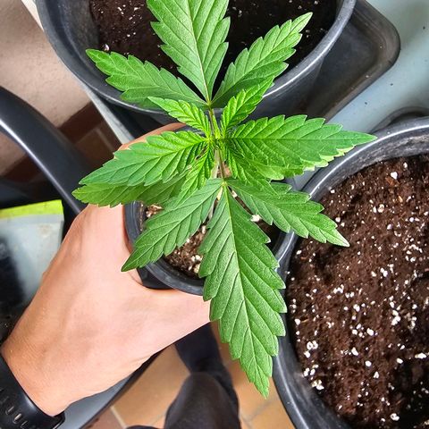 Cheese growlog photo: Umtopfen 