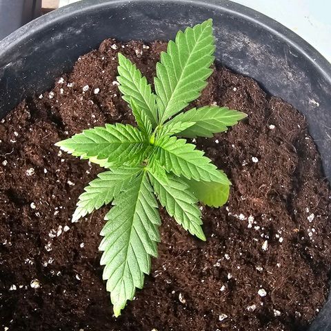 Cheese growlog photo: Umtopfen 