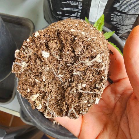 Cheese growlog photo: Umtopfen 