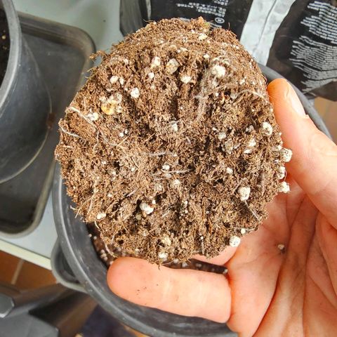 Cheese growlog photo: Umtopfen 