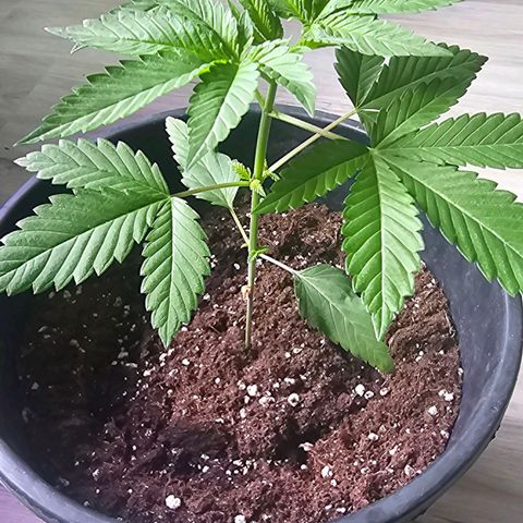 Gorilla Zkittlez growlog timeline photo