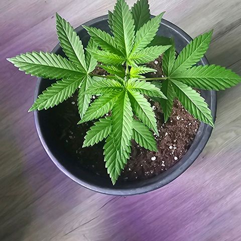 Gorilla Zkittlez growlog timeline photo