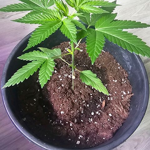 Gorilla Zkittlez growlog timeline photo