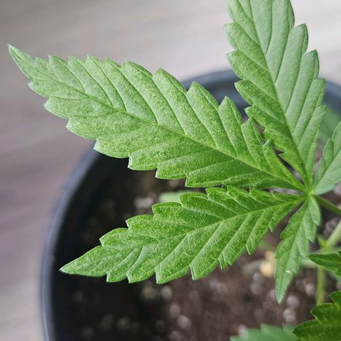 Eldorado OG growlog timeline photo