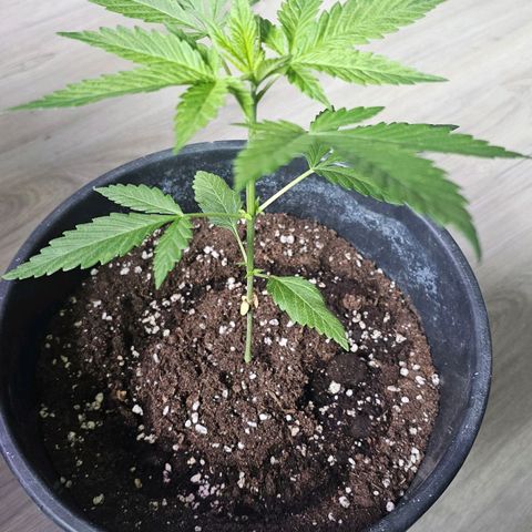 Eldorado OG growlog timeline photo