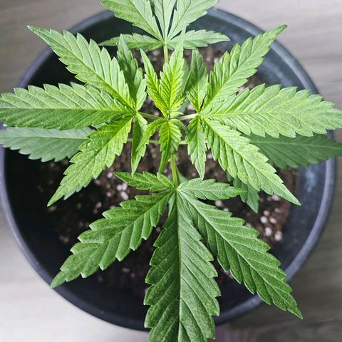 Eldorado OG growlog timeline photo