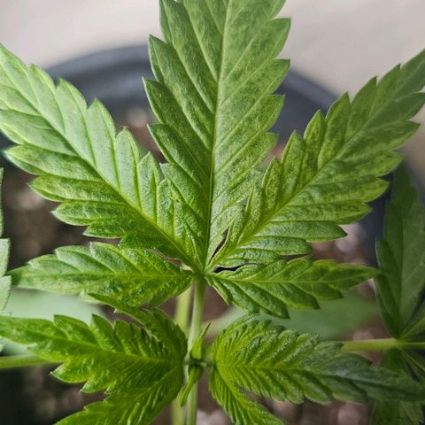 Eldorado OG growlog timeline photo