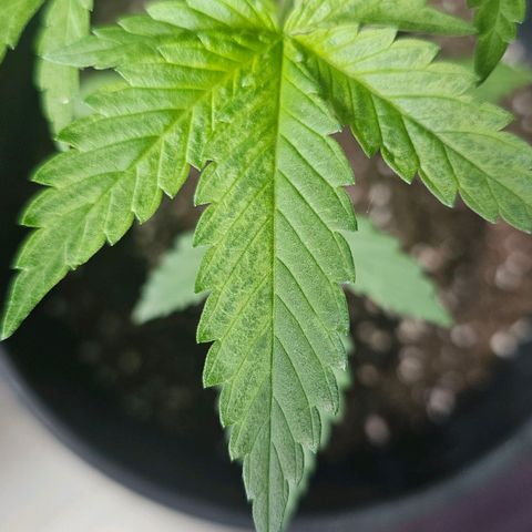 Eldorado OG growlog timeline photo