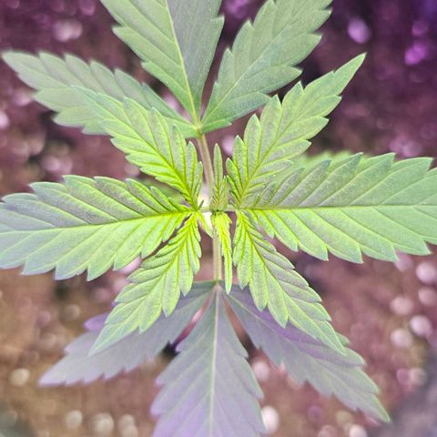 Cheese growlog timeline photo