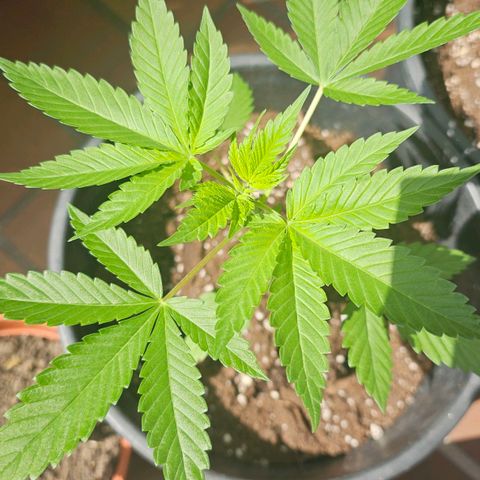 Gorilla Zkittlez growlog timeline photo