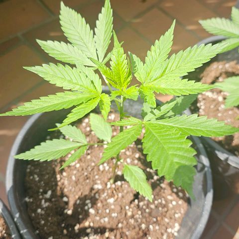 Eldorado OG growlog timeline photo