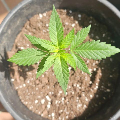 Cheese growlog timeline photo