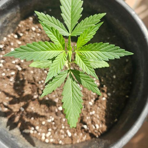 Cheese growlog timeline photo
