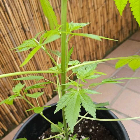 Gorilla Zkittlez growlog timeline photo