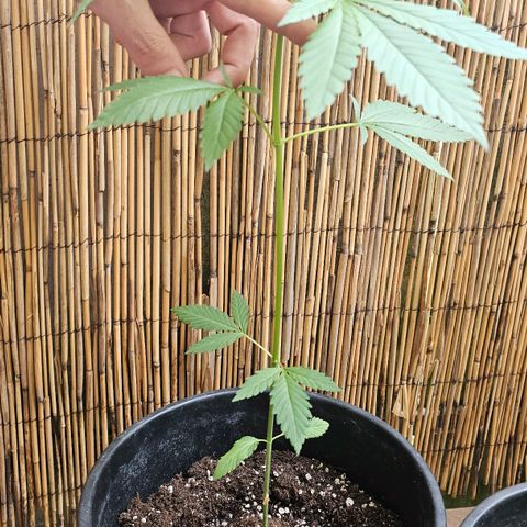 Cheese growlog timeline photo