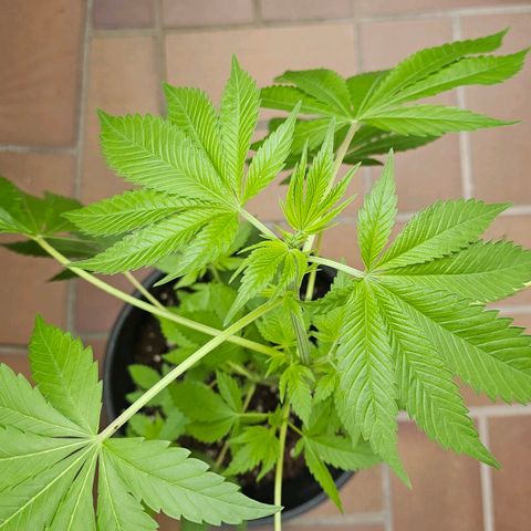 Gorilla Zkittlez growlog timeline photo
