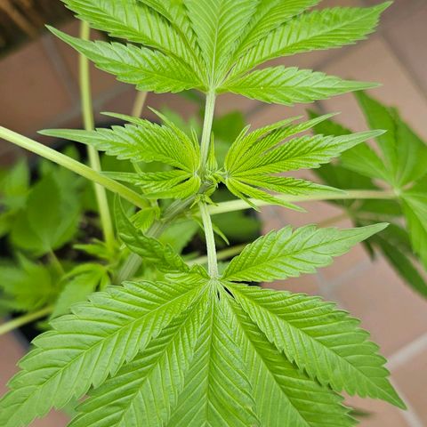 Gorilla Zkittlez growlog timeline photo