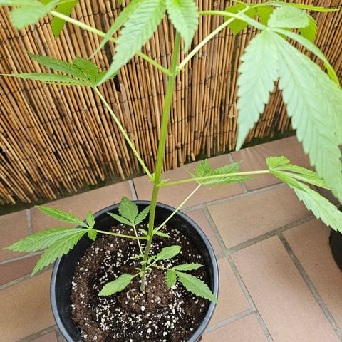 Eldorado OG growlog timeline photo