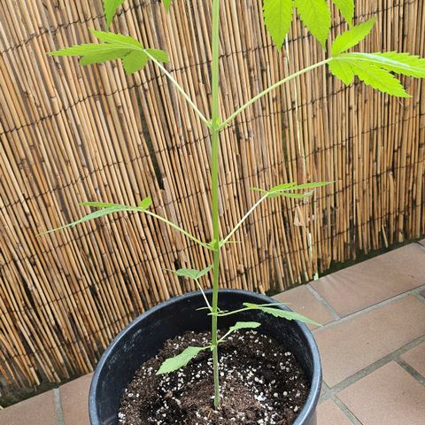 Eldorado OG growlog timeline photo