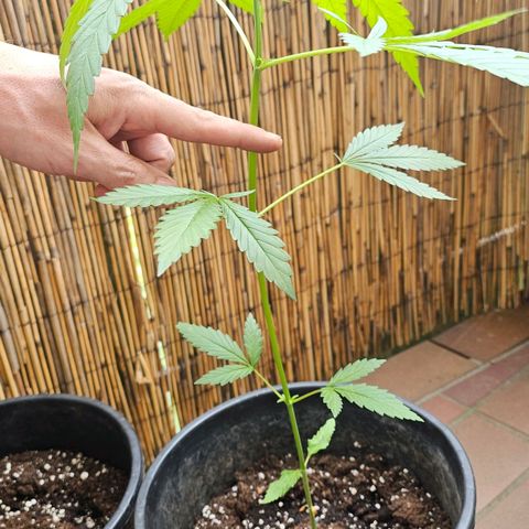 Cheese growlog timeline photo