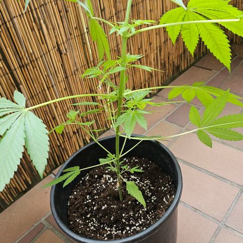 Gorilla Zkittlez growlog timeline photo