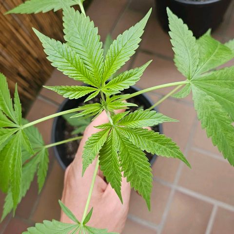 Eldorado OG growlog timeline photo
