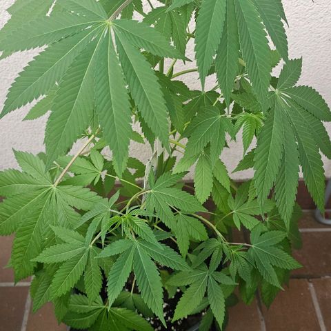 Gorilla Zkittlez growlog timeline photo