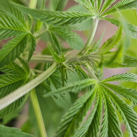 Gorilla Zkittlez growlog timeline photo