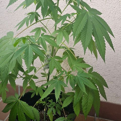 Gorilla Zkittlez growlog timeline photo