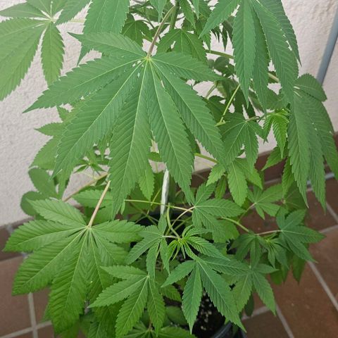 Gorilla Zkittlez growlog timeline photo