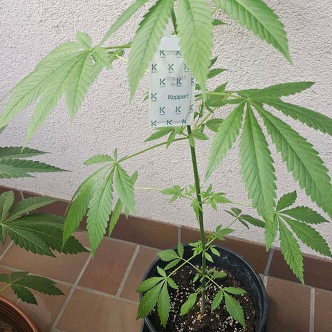 Eldorado OG growlog timeline photo