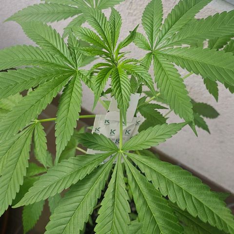 Eldorado OG growlog timeline photo
