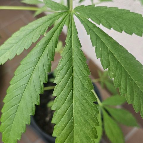 Eldorado OG growlog timeline photo