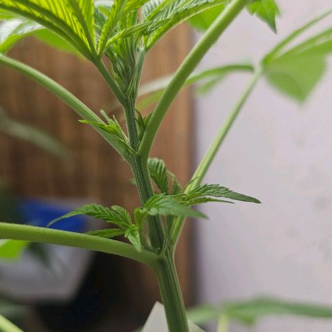 Eldorado OG growlog timeline photo