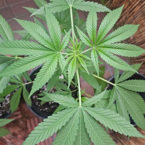 Cheese growlog timeline photo