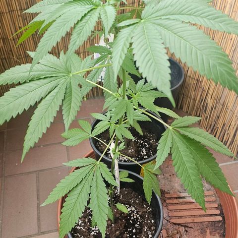 Cheese growlog timeline photo