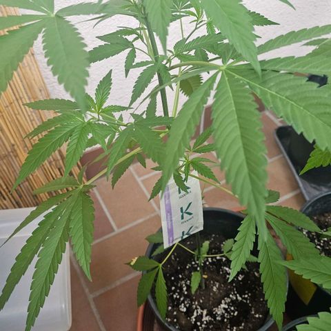 Cheese growlog timeline photo