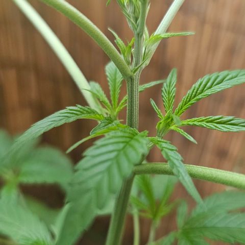 Cheese growlog timeline photo