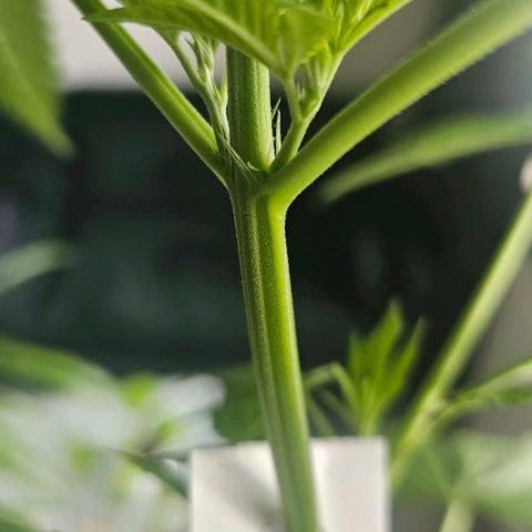Eldorado OG growlog timeline photo