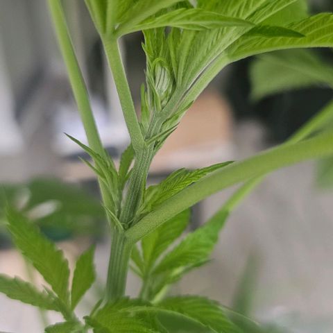 Eldorado OG growlog timeline photo