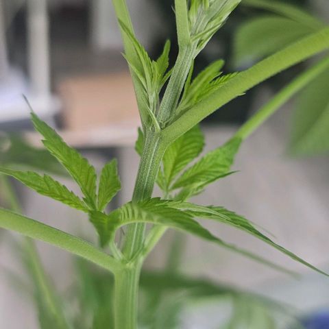 Eldorado OG growlog timeline photo