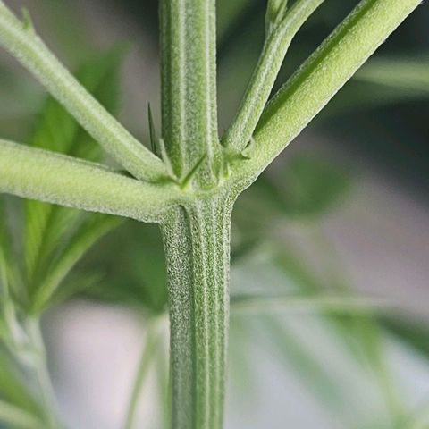 Cheese growlog timeline photo