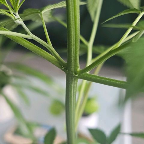 Cheese growlog timeline photo