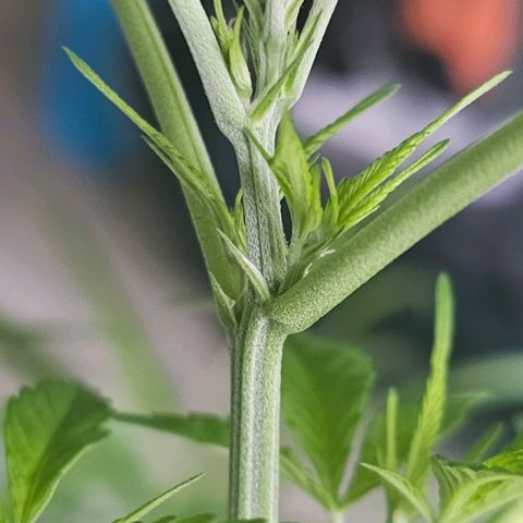 Cheese growlog timeline photo